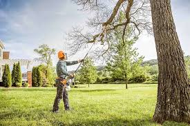 How Our Tree Care Process Works  in Lawrenceville, IL